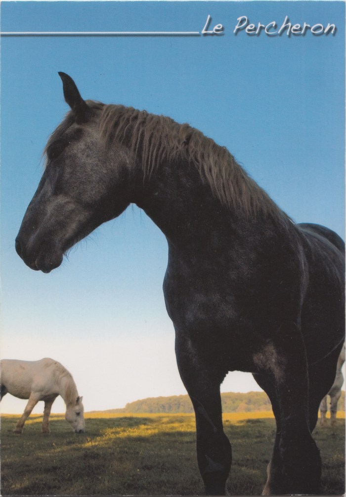 france_percheron