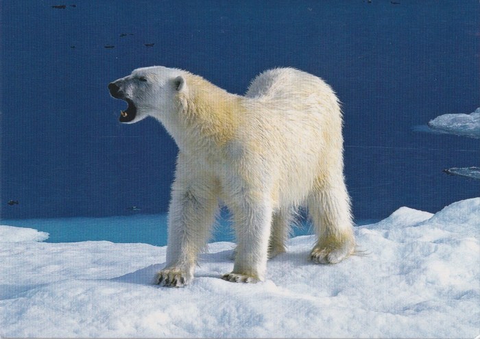 Svalbard_Ald23
